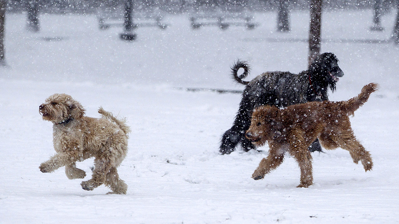 blizzard 3 15 1201927457-159532